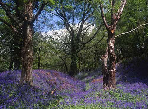 Bluebell woods, Caerphilly ©Photolibrary Wales